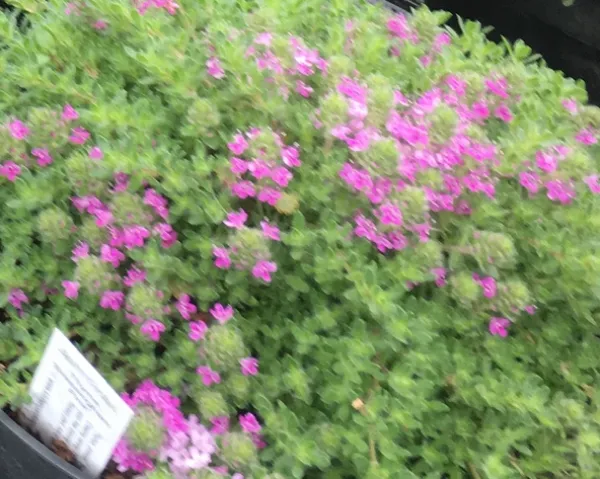 Thyme 'Bressingham Pink'